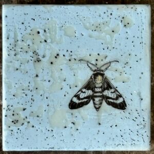 Moth