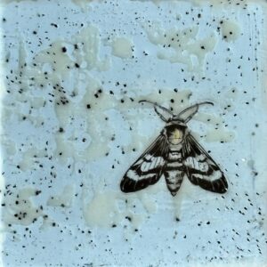 Moth